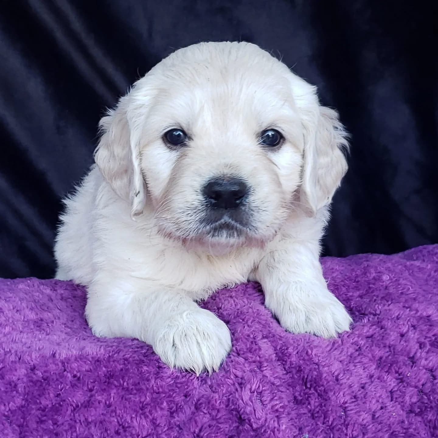 A Silver Charm Project service dog puppy