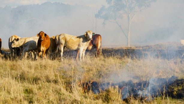 Cows standing in field in Australia